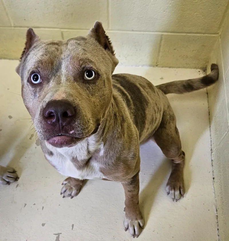 An adult medium-sized male Catahoula Leopard Dog dog named Cane for adoption in Sherwood, AR