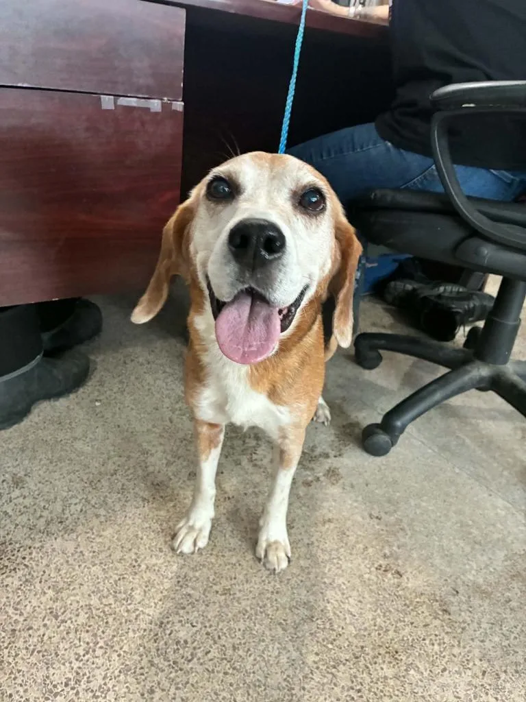 A senior medium-sized male Beagle dog named Earl for adoption in Utica, MI