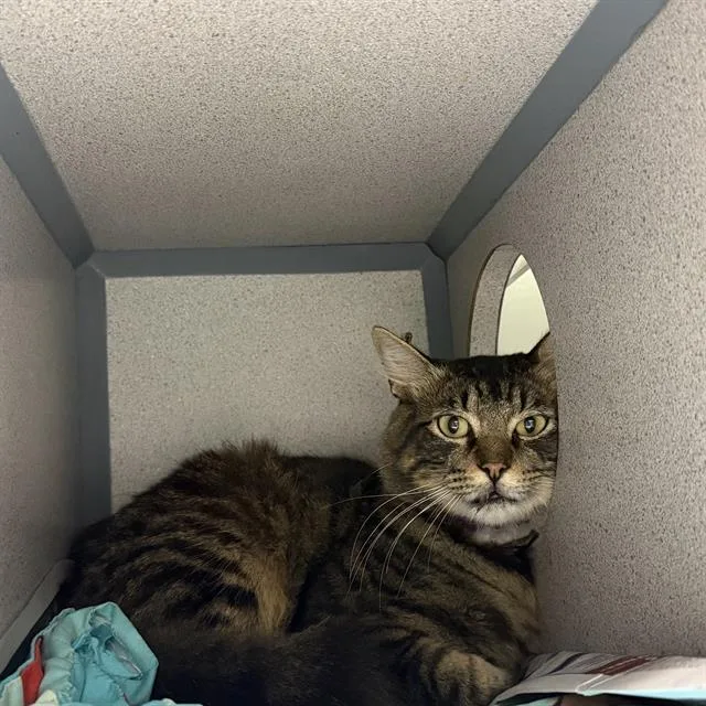 A young large-sized male Domestic Medium Hair cat named Oliver for adoption in San Antonio, TX