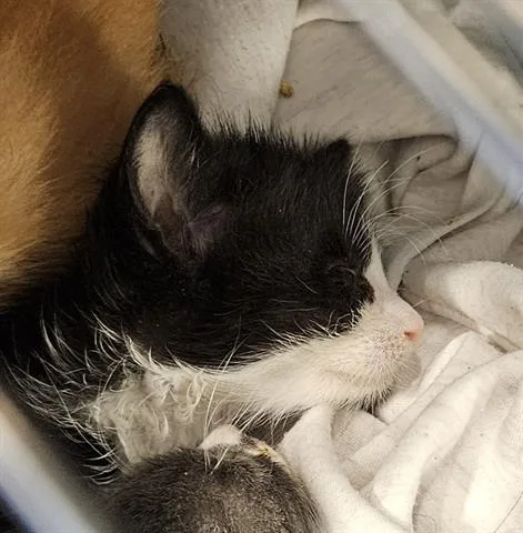 A baby small-sized male Domestic Short Hair cat named Sylvester for adoption in San Martin, CA
