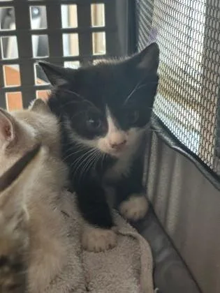 A baby small-sized male Domestic Short Hair cat named Cypress for adoption in Port Allen, LA