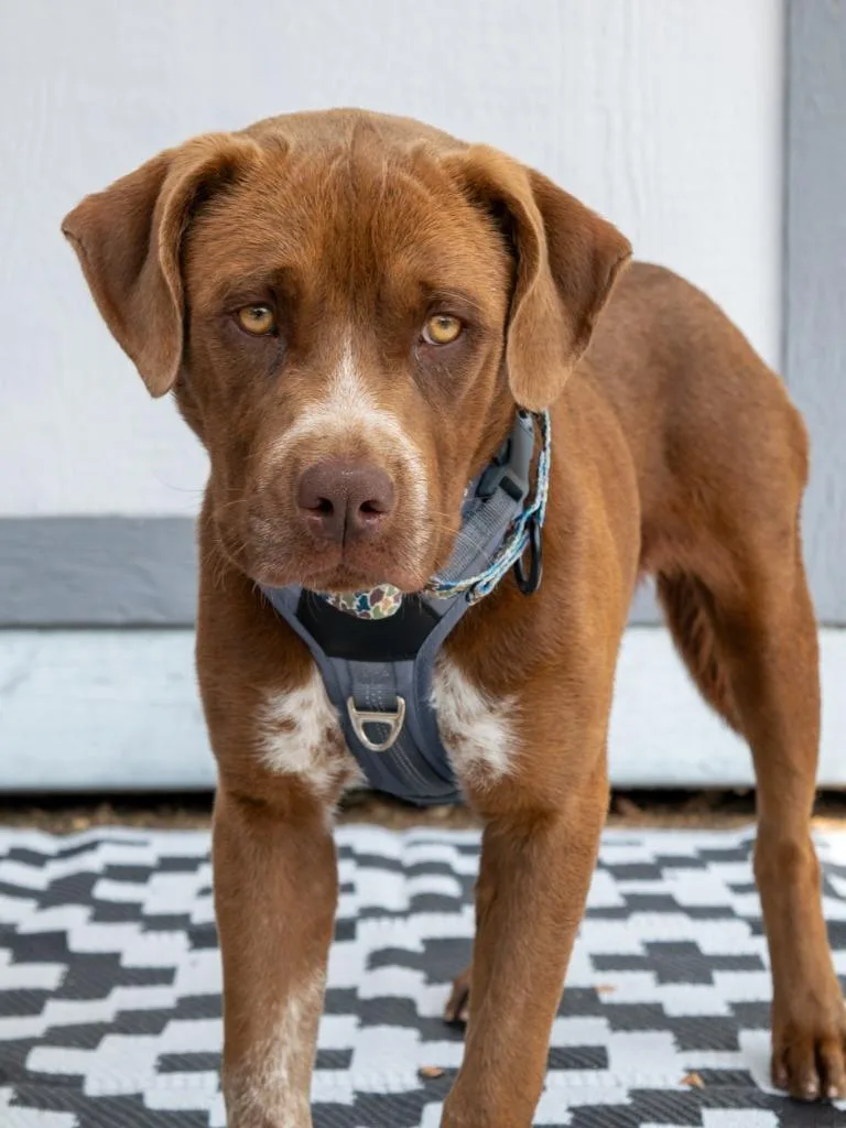A baby medium-sized male Mixed Breed dog named Lando for adoption in Savage, MN