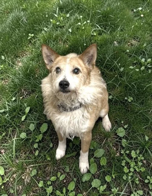 An adult medium-sized male White / Cream Mixed Breed dog named Fluff for adoption in Elyria, OH
