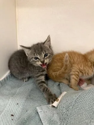 A baby small-sized male Domestic Short Hair cat named Todd for adoption in Manteo, NC