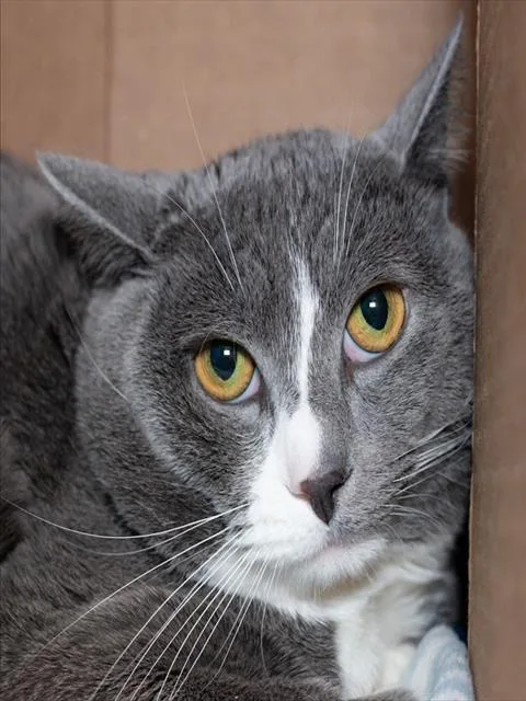 A young medium-sized male Domestic Short Hair cat named Miko for adoption in Boston, MA