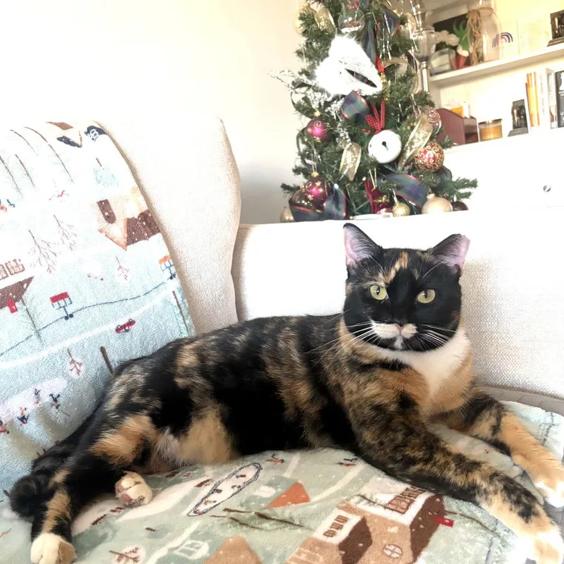 An adult large-sized female Calico cat named Lana for adoption in Houston, TX