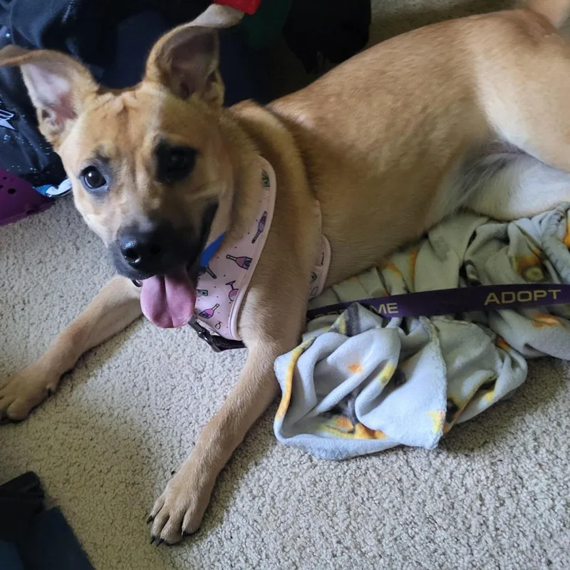 A young medium-sized female Yellow / Tan / Blond / Fawn Yellow Labrador Retriever dog named Radish D for adoption in Princeton, MN