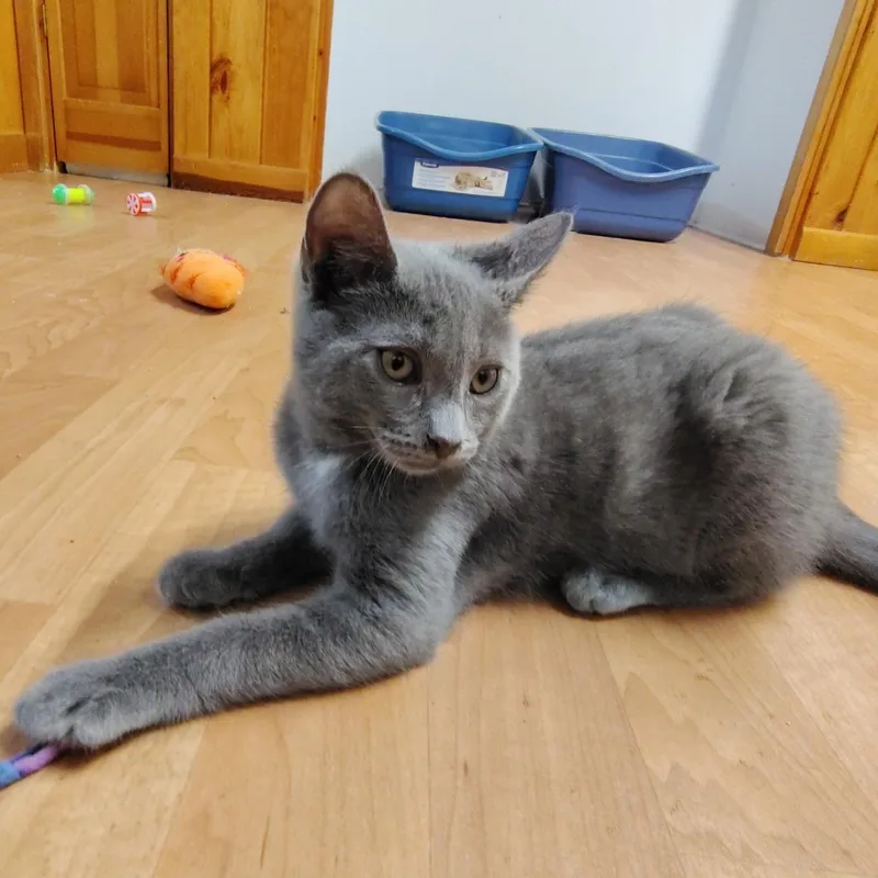 A baby medium-sized male Russian Blue cat named Asher for adoption in Montour Falls, NY