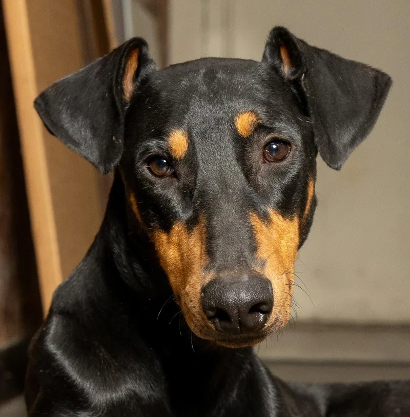 An adult large-sized male Doberman Pinscher dog named Professor Knox for adoption in Franklin, TN