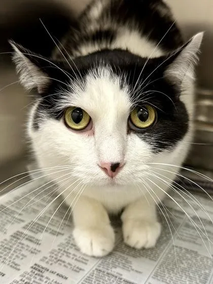 An adult medium-sized male Black Domestic Short Hair cat named Yoda for adoption in Wichita, KS