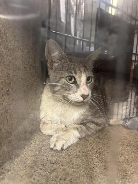 An adult small-sized male Domestic Short Hair cat named Unknown for adoption in Rancho Cucamonga, CA
