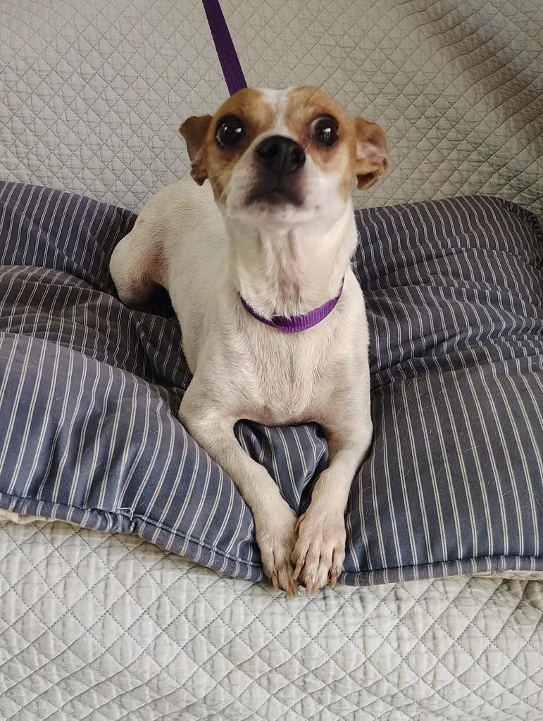 A young small-sized female Chihuahua dog named Mama Peach for adoption in Fort Worth, TX