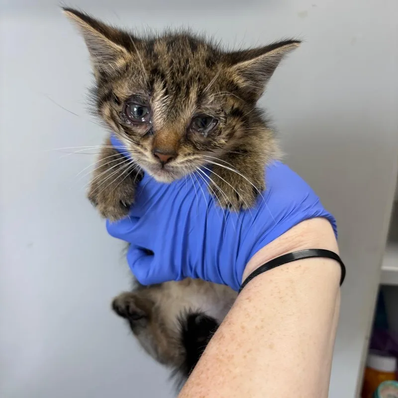 A baby small-sized female Brown / Chocolate Domestic Short Hair cat named Canes Sauce for adoption in Columbiana, AL