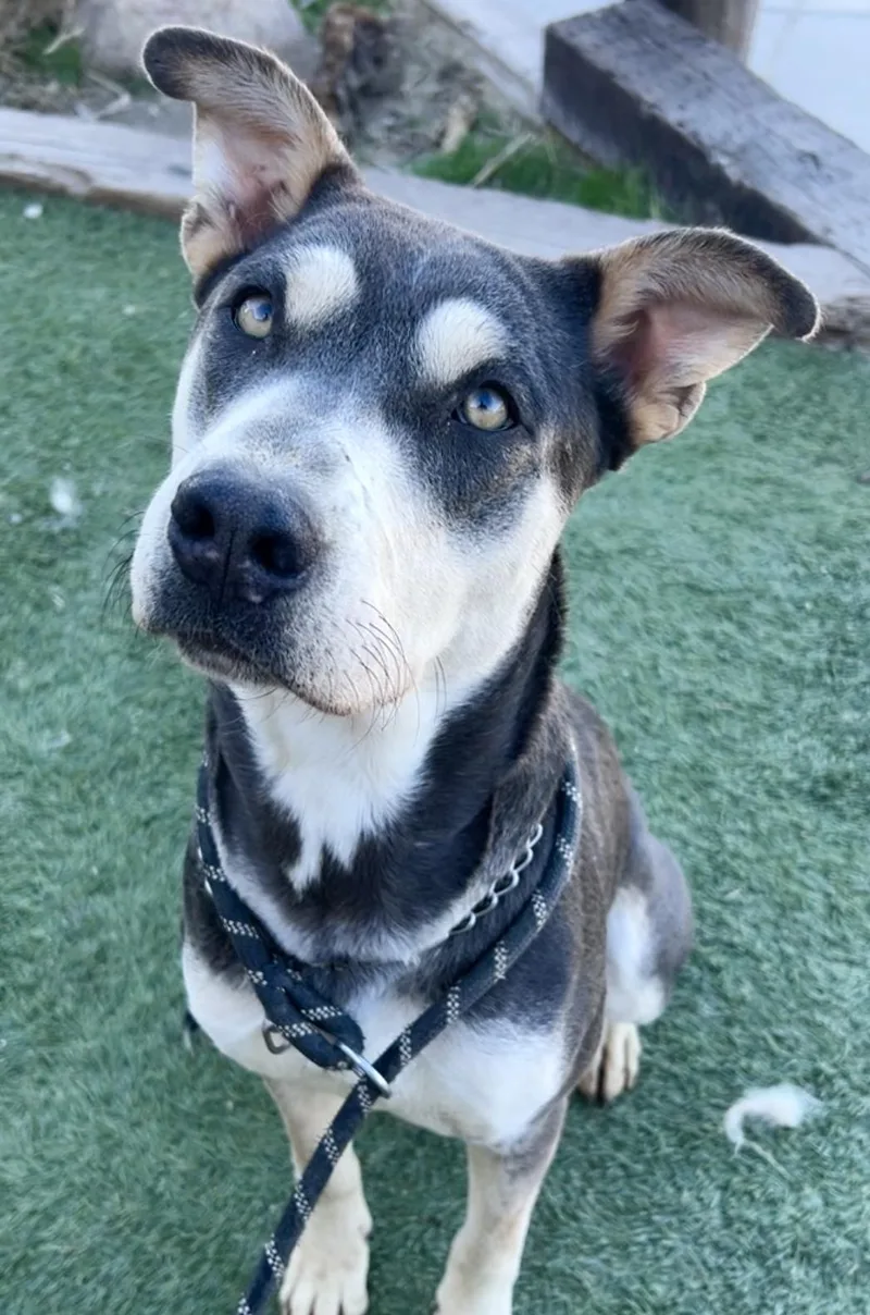 A young medium-sized female Brown / Chocolate Husky dog named April for adoption in Manhattan Beach, CA