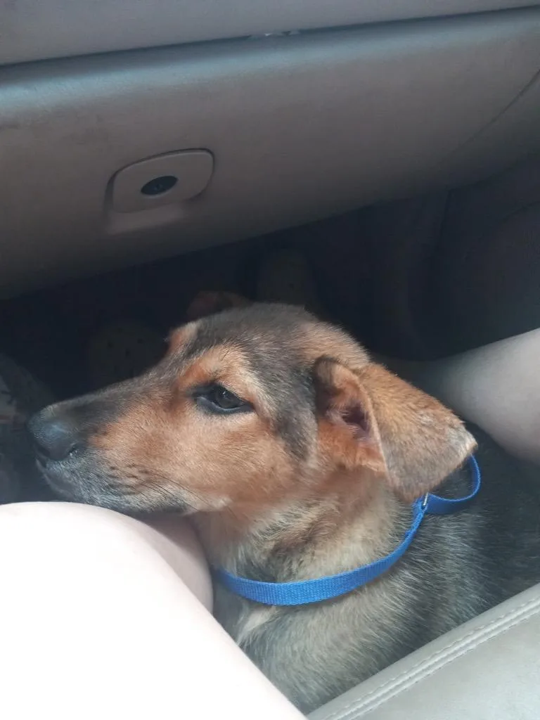 A baby medium-sized female German Shepherd Dog named Raja for adoption in Edmond, OK