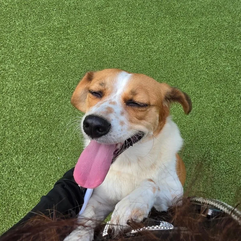 An adult medium-sized female White / Cream Mixed Breed dog named Peak for adoption in Greensboro, NC