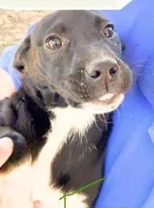 A young medium-sized female Mixed Breed dog named Zelda for adoption in Coralville, IA