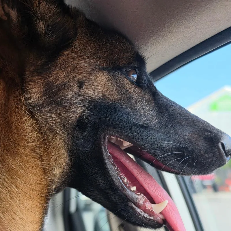 A young medium-sized female Belgian Shepherd / Malinois dog named Artemis for adoption in Hinesville, GA