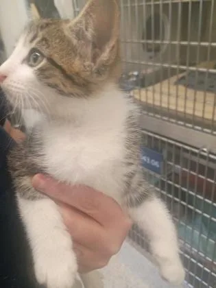 A baby small-sized male Domestic Short Hair cat named Leigh for adoption in Atlanta, GA