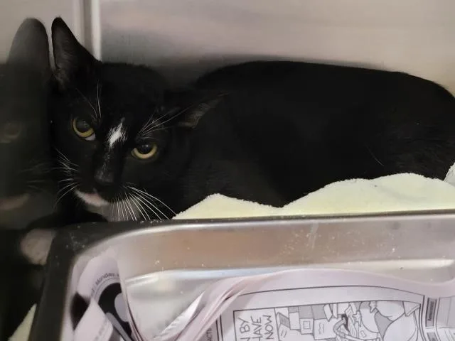A young medium-sized male Domestic Short Hair cat named Griffin for adoption in San Pedro, CA