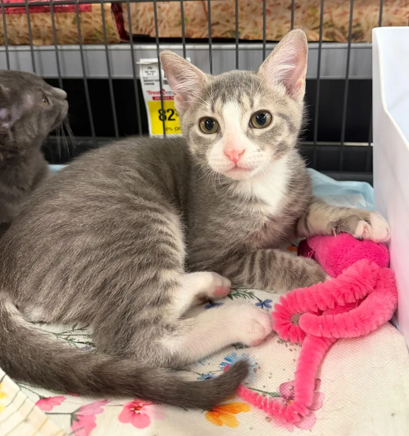 A baby medium-sized male Tabby cat named Calvin KleinDC for adoption in Greenville, DE