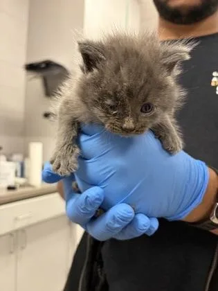 A baby small-sized male Domestic Medium Hair cat named Brown Band for adoption in Gastonia, NC