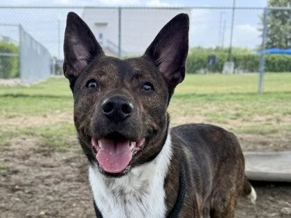 An adult medium-sized male Brindle Mixed Breed dog named Cassidy for adoption in Georgetown, TX