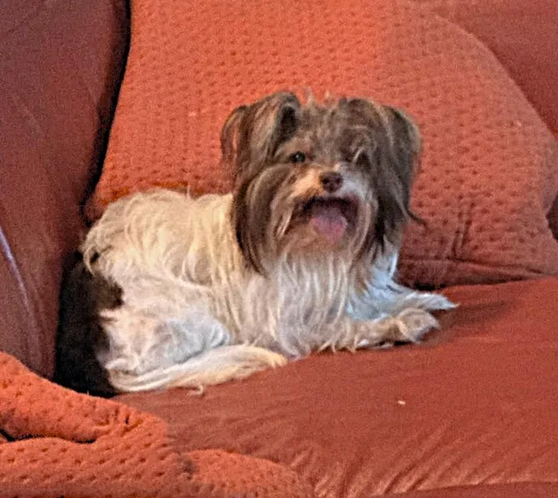 An adult medium-sized female Yorkshire Terrier dog named Ella for adoption in Palm City, FL
