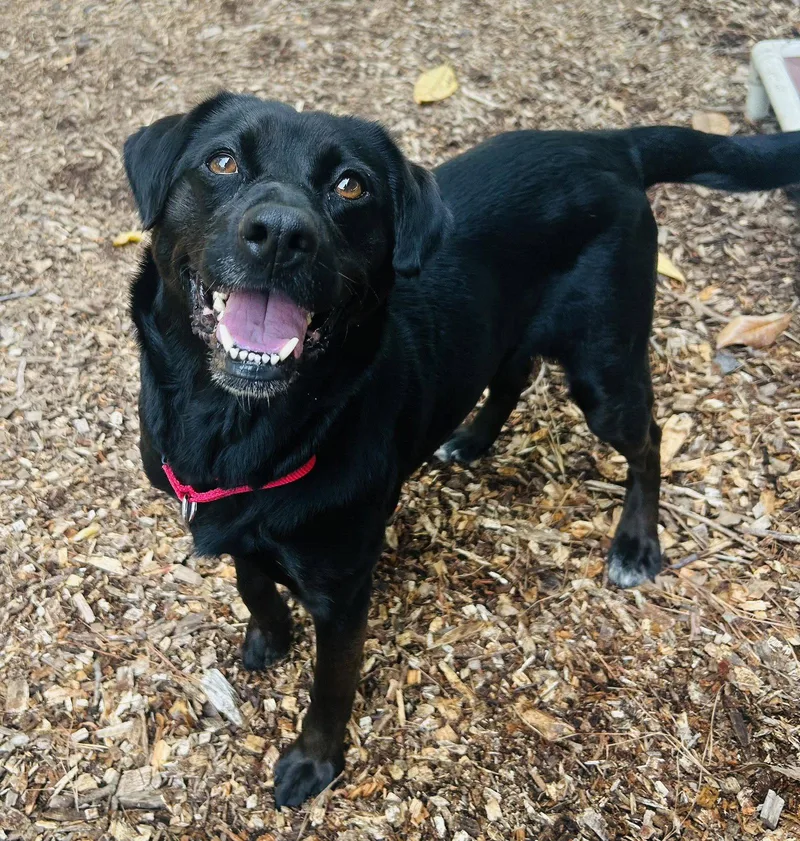 An adult large-sized female Retriever dog named Sylvie for adoption in Clarkesville, GA