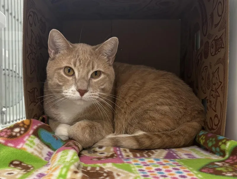 An adult extra large-sized male Domestic Short Hair cat named Gus for adoption in Saint Paul, MN