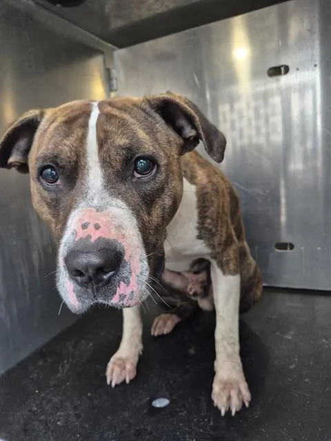 A young medium-sized male American Staffordshire Terrier dog named Harlem Cakes for adoption in San Antonio, TX