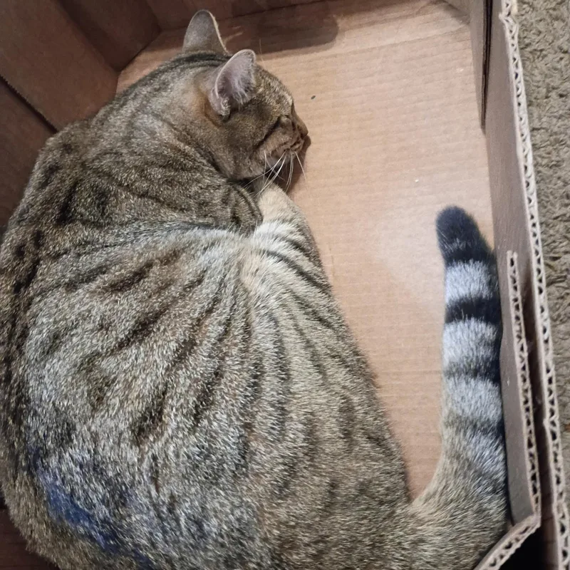 A young large-sized female Tabby (Brown / Chocolate) Tabby cat named Arlo for adoption in Antioch, CA