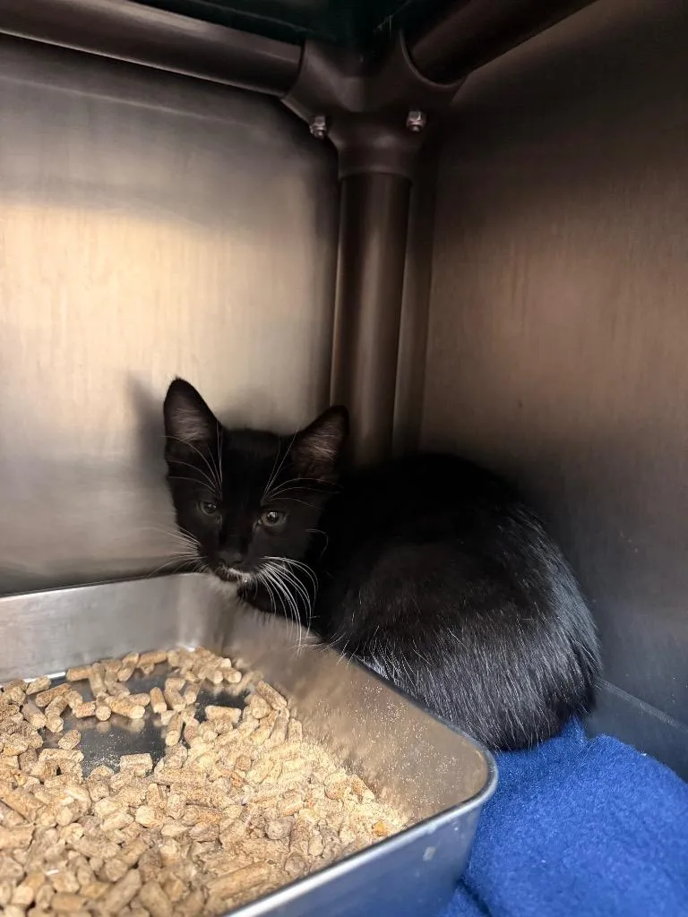A baby medium-sized male Domestic Short Hair cat named Zeus for adoption in Burnsville, NC