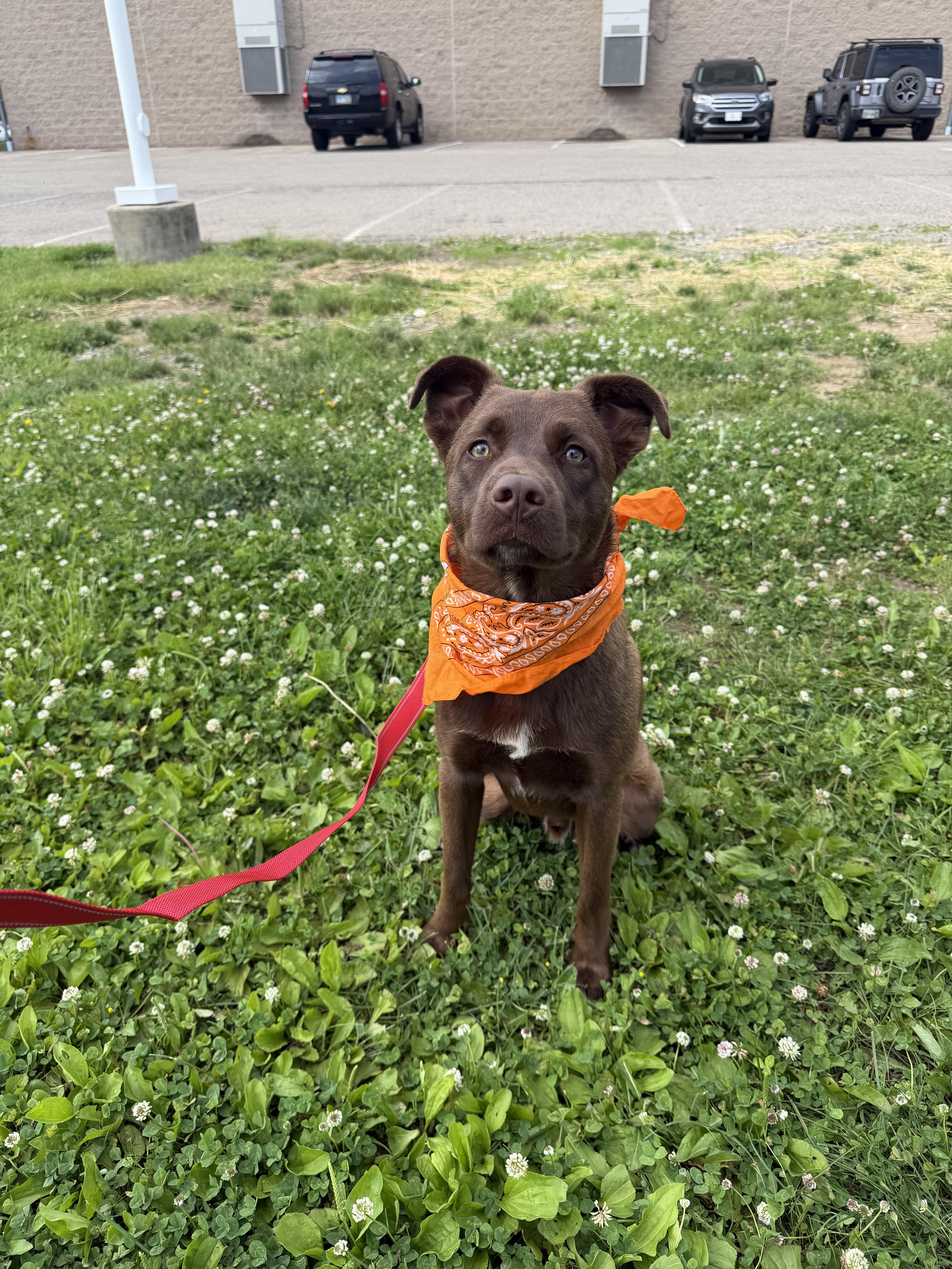 A young medium-sized male Brown / Chocolate Chocolate Labrador Retriever dog named Rolo for adoption in Zanesville, OH