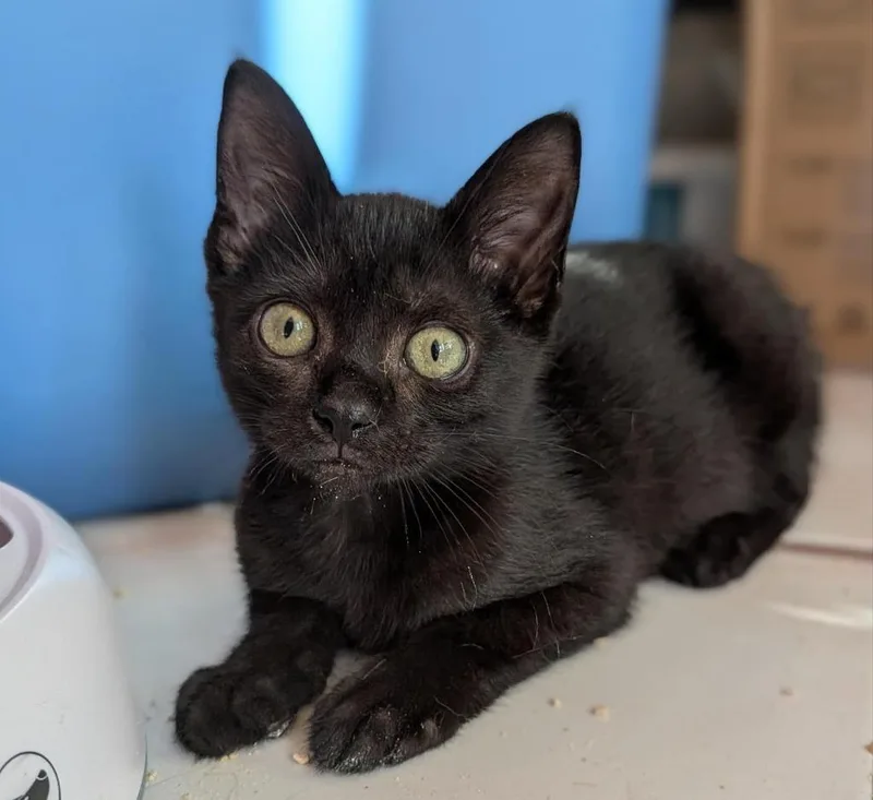 A baby small-sized female Domestic Short Hair cat named Dahlia Ii for adoption in Sebastian, FL