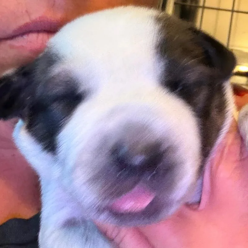 A baby small-sized male White / Cream Hound dog named Pawcasso for adoption in Greenfield, IN