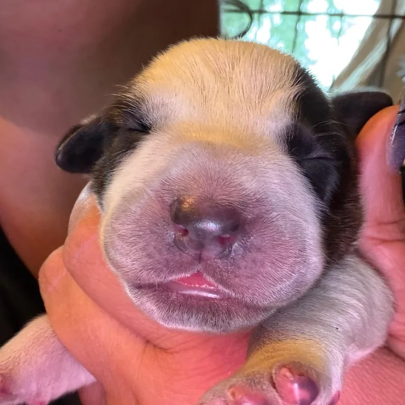 Pawcasso thumbnail 2