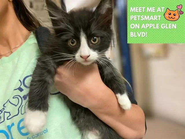 A baby small-sized male Domestic Short Hair cat named Bingo for adoption in Fort Wayne, IN