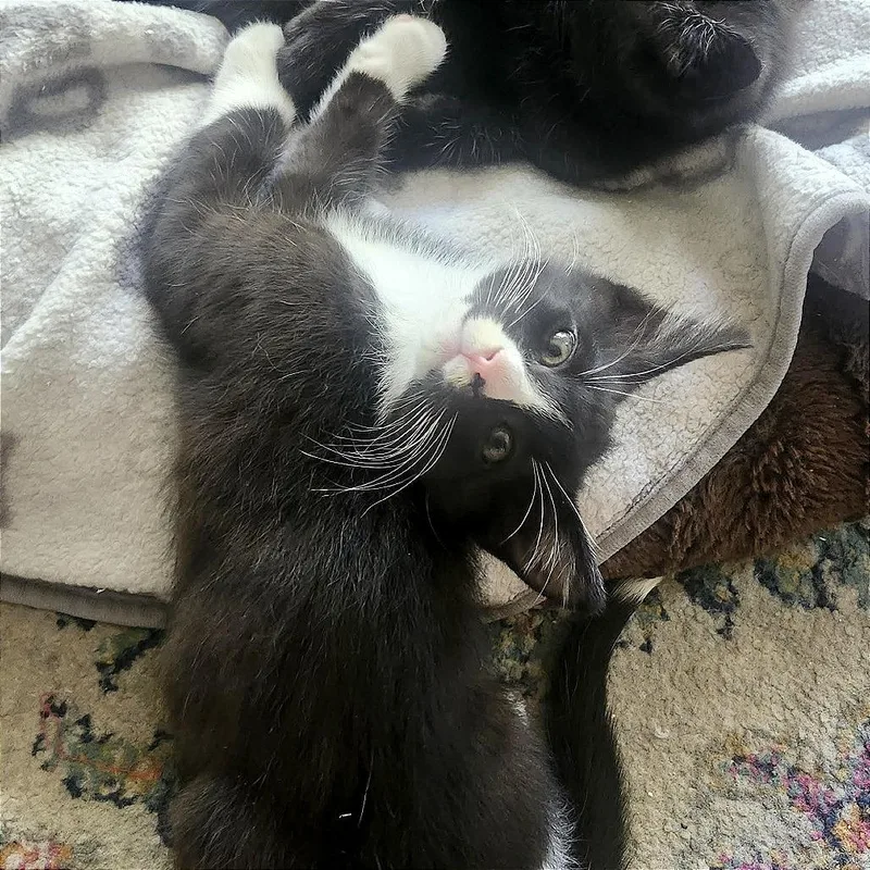 A baby small-sized male Black Domestic Short Hair cat named Dough Ball for adoption in Pleasant Hill, CA