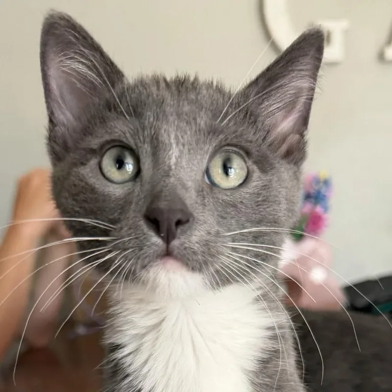 A baby small-sized male Gray / Blue / Silver Domestic Short Hair cat named Luca for adoption in Laramie, WY