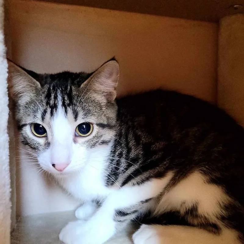 A young medium-sized male Tabby (Buff / Tan / Fawn) Domestic Short Hair cat named Ben for adoption in Lincolnwood, IL
