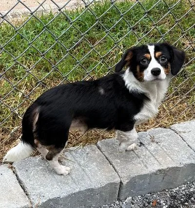 A young small-sized female Chihuahua dog named Cookie for adoption in Wilkesboro, NC