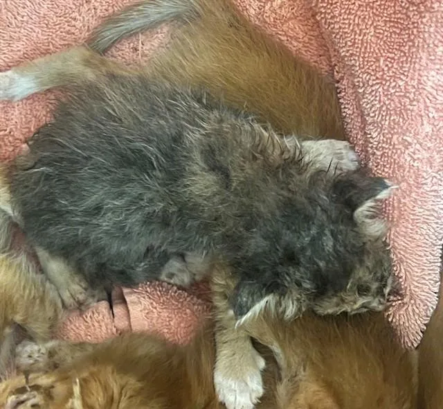 A baby small-sized male Domestic Short Hair cat named Cali for adoption in Thousand Palms, CA