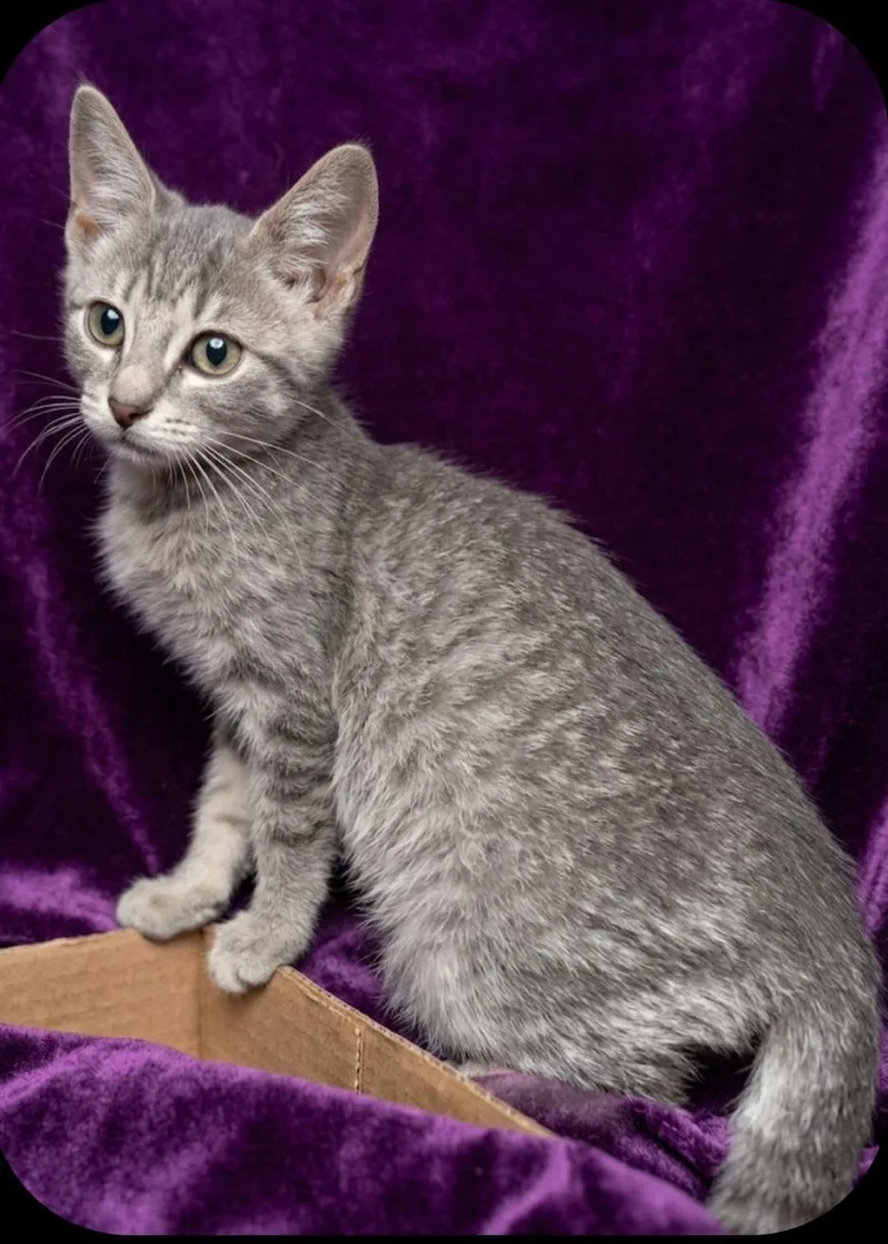A baby medium-sized male Tabby (Gray / Blue / Silver) Domestic Short Hair cat named Dillon for adoption in East Brunswick, NJ