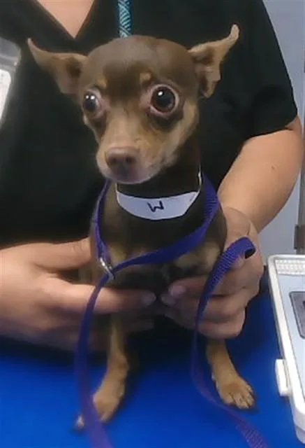 An adult small-sized male Chihuahua dog named Pikmin for adoption in Phoenix, AZ