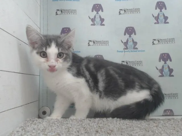 A baby small-sized male Domestic Short Hair cat named Astronaut for adoption in Orlando, FL