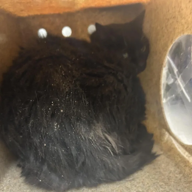 An adult large-sized female Black Domestic Short Hair cat named Shadow Flower for adoption in Philadelphia, PA