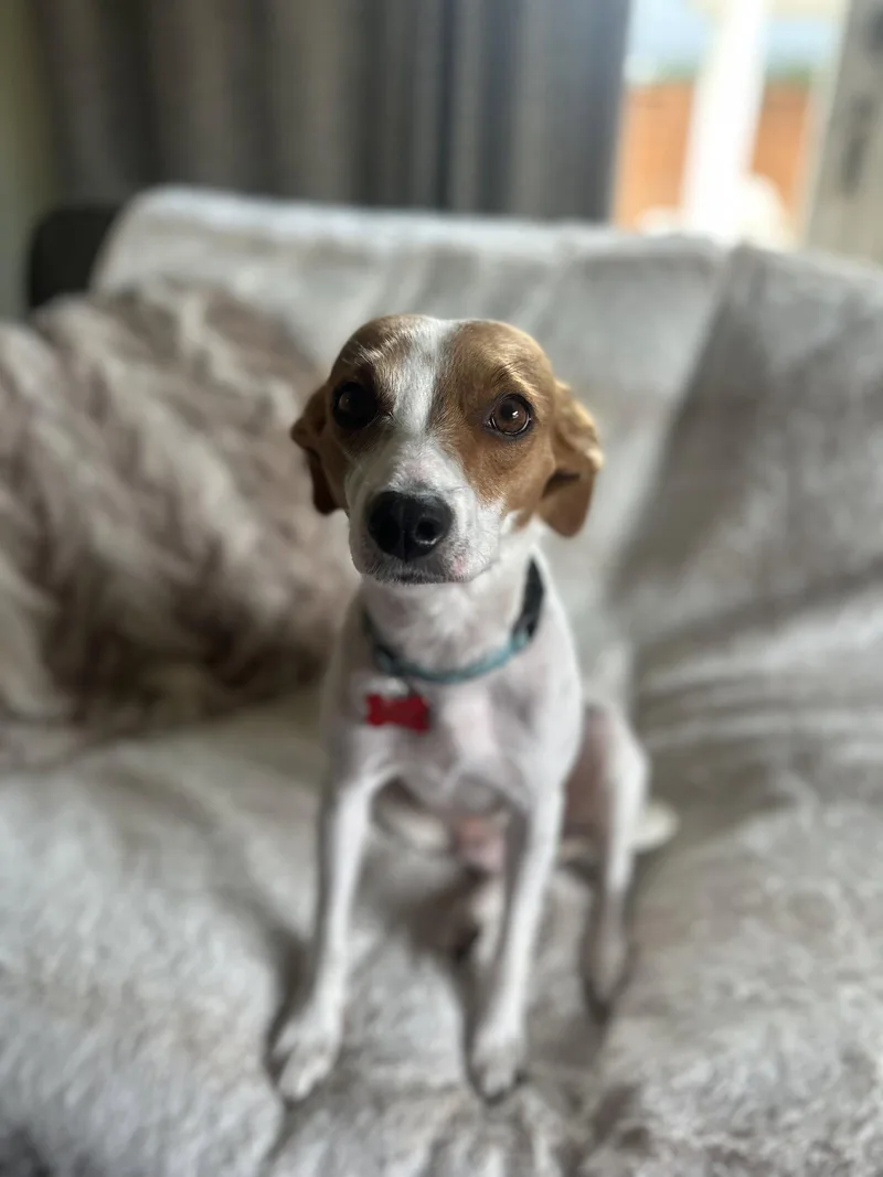 An adult small-sized female Terrier dog named Dottie for adoption in Sunnyvale, CA