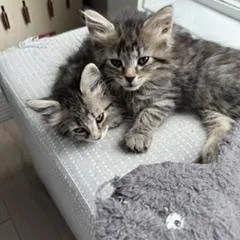 A baby medium-sized female Tabby (Brown / Chocolate) Domestic Long Hair cat named Alba for adoption in Ephrata, WA