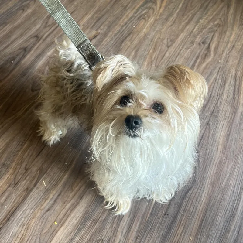 A senior small-sized female White / Cream Maltese dog named Cookie for adoption in LOXAHATCHEE, FL